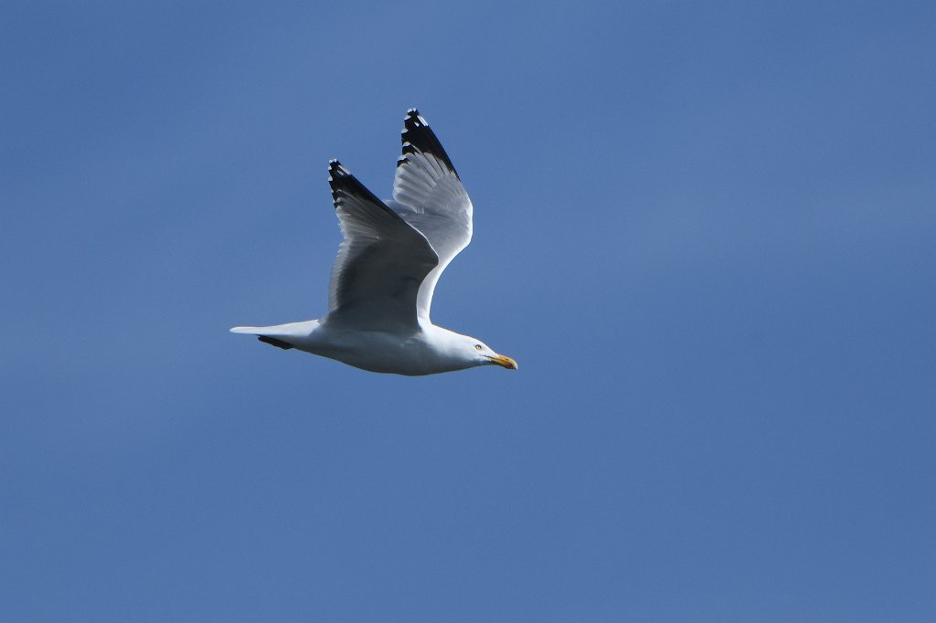 Gull, Herring, 2018-02219145 Gloucester, MA.JPG - Herring Gull in flight. Gloucester, MA, 2-21-2018